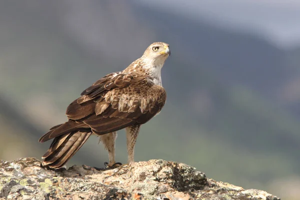 Bonellis Eagle Aquila Fasciata Raptor — Stock Photo, Image