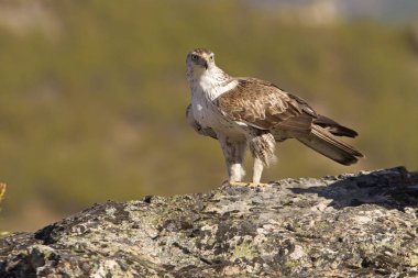 Bonellis Kartalı, Aquila fasciata, raptor