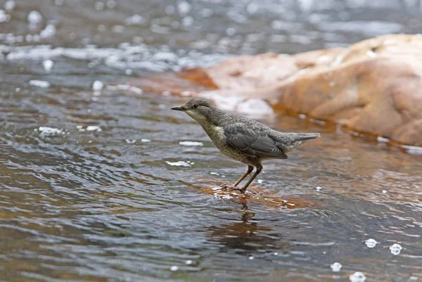 Dipper, Cinclus cinclus, bird