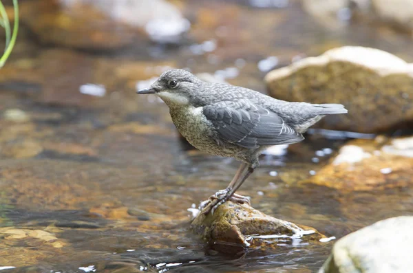 Dipper, Cinclus cinclus, bird