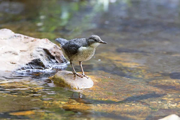 Dipper, Cinclus cinclus, bird