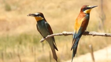 Avrupalı Arı yiyici, Merops apiaster