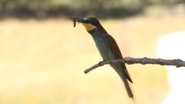 Avrupalı Arı yiyici, Merops apiaster