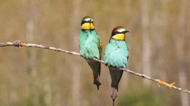 Avrupalı Arı yiyici, Merops apiaster
