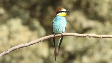 Avrupalı Arı yiyici, Merops apiaster