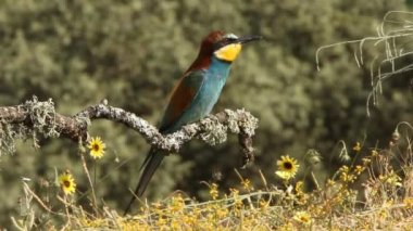 Avrupalı Arı yiyici, Merops apiaster
