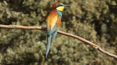 Avrupalı Arı yiyici, Merops apiaster