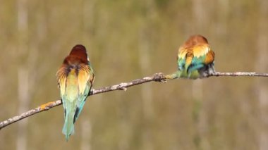 Avrupalı Arı yiyici, Merops apiaster