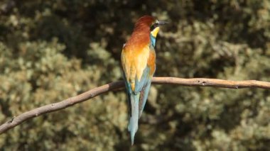 Avrupalı Arı yiyici, Merops apiaster