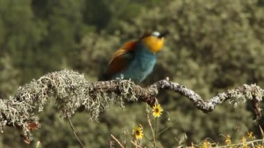 Avrupalı Arı yiyici, Merops apiaster