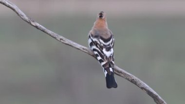 Hoopoe, birds, coraciforms, crsted, perching, Upupa epops