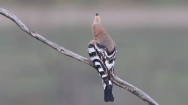 Hoopoe, birds, coraciforms, crsted, perching, Upupa epops