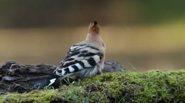 Hoopoe, birds, coraciforms, crsted, perching, Upupa epops