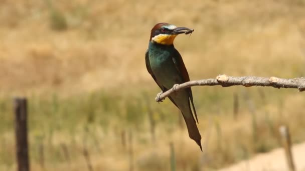 Apicultor Europeo Merops Apiaster — Vídeos de Stock