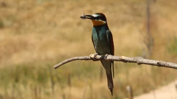 Avrupalı Arı Yiyici Merops Apiaster — Stok video