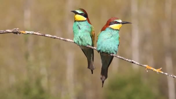 Mangeur Abeilles Européennes Merops Apiaster — Video