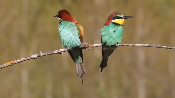 Comedor Abelhas Europeu Merops Apiaster — Vídeo de Stock