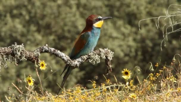 Ευρωπαϊκός Μελισσοφάγος Merops Apiaster — Αρχείο Βίντεο