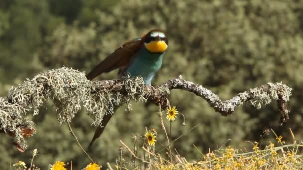 Apicultor Europeo Merops Apiaster — Vídeos de Stock