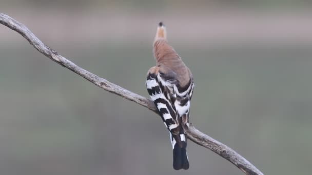 Hoopoe Pássaros Coraciformes Crsted Polvilhando Upupa Epops — Vídeo de Stock