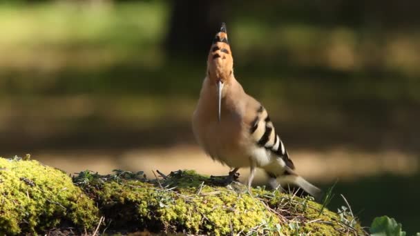 Hoopoe Vogels Coraciformen Korst Zitstokken Upa Epops — Stockvideo