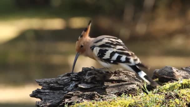 Hoopoe Birds Coraciforms Crsted Perching Upupa Epops — стоковое видео