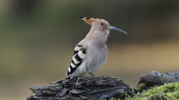 Hoopoe Birds Coraciforms Crsted Perching Upupa Epops — Stock Video