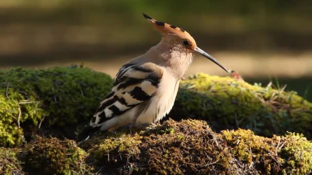 Hoopoe Birds Coraciforms Crsted Hřadování Upupa Epops — Stock video