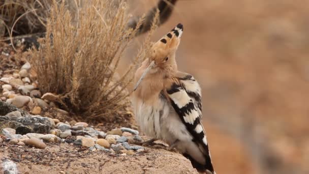 Hoopoe Birds Coraciforms Crsted Perching Upupa Epops — Stok Video