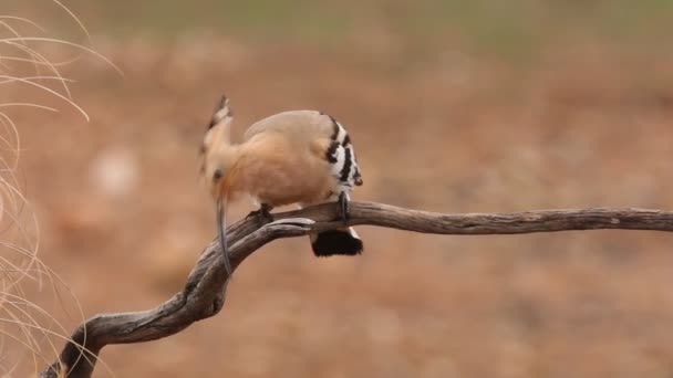 Hoopoe Aves Coraciformes Triturados Perfumados Épocas Upupa — Vídeos de Stock