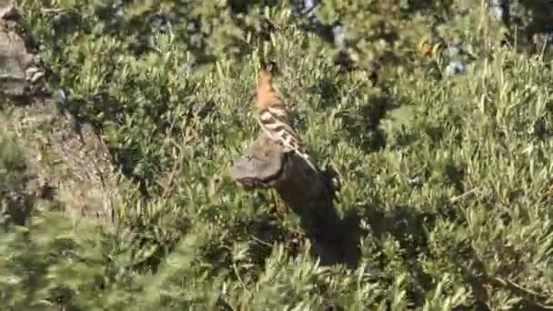 Hoopoe Birds Coraciforms Crsted Hřadování Upupa Epops — Stock video