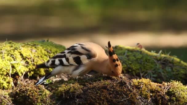 Hoopoe Birds Coraciforms Crsted Perching Upupa Epops — Stok video