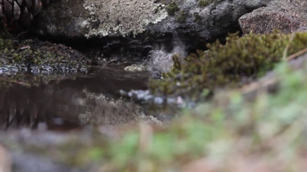 Short Toed Treecreeper Bathing Drinking Water Natural Spring Summer — Stock Video