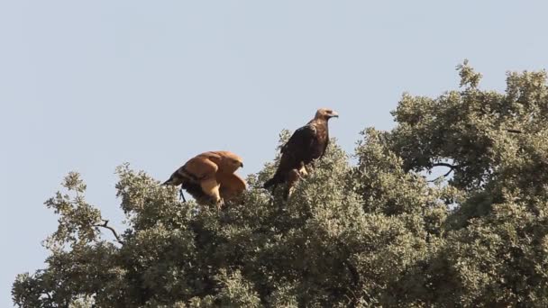 Adult Male Female Spanish Imperial Eagle Aquila Adalberti — Stock Video