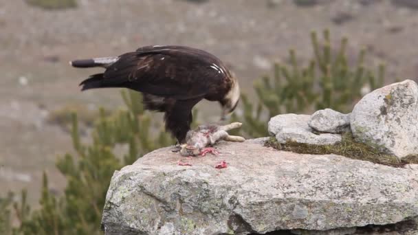 Aigle Impérial Espagnol Adulte Aquila Adalberti Aigles — Video