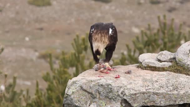 Erwachsener Spanischer Kaiseradler Aquila Adalberti Adler — Stockvideo