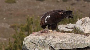 Yetişkin İspanyol İmparatorluk Kartalı,Aquila adalberti, kartallar