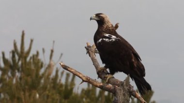 Yetişkin İspanyol İmparatorluk Kartalı,Aquila adalberti, kartallar