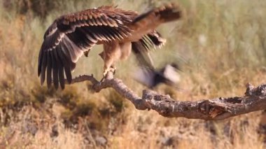 Genç İspanyol İmparatorluk Kartalı, Aquila Adalberti