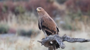 Genç İspanyol İmparatorluk Kartalı, Aquila Adalberti