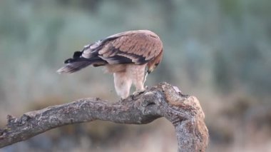 Genç İspanyol İmparatorluk Kartalı, Aquila Adalberti