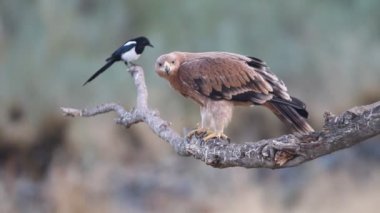Genç İspanyol İmparatorluk Kartalı, Aquila Adalberti