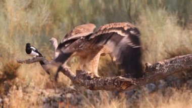 Genç İspanyol İmparatorluk Kartalı, Aquila Adalberti