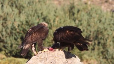 İspanyol İmparatorluk Kartalı Aquila Adalberti 'nin yetişkin erkeği ve dişisi.