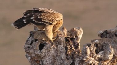 İki yaşında İspanyol İmparatorluk Kartalı (Aquila adalberti)