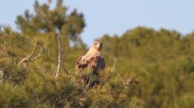 Genç İspanyol İmparatorluk Kartalı, Aquila Adalberti