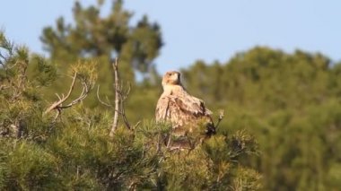 Genç İspanyol İmparatorluk Kartalı, Aquila Adalberti