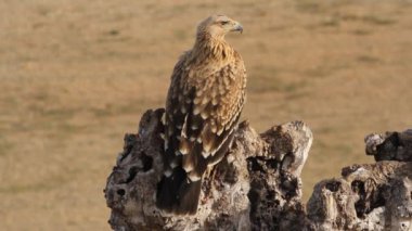 Young Spanish Imperial Eagle, raptor, falcon, eagles, Aquila adalberti