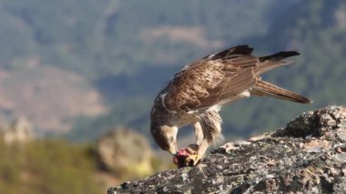 Bonellis Eagle, eagles, falcons, birds, Aquila fasciata