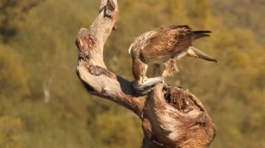 Bonellis Eagle, eagles, falcons, birds, Aquila fasciata